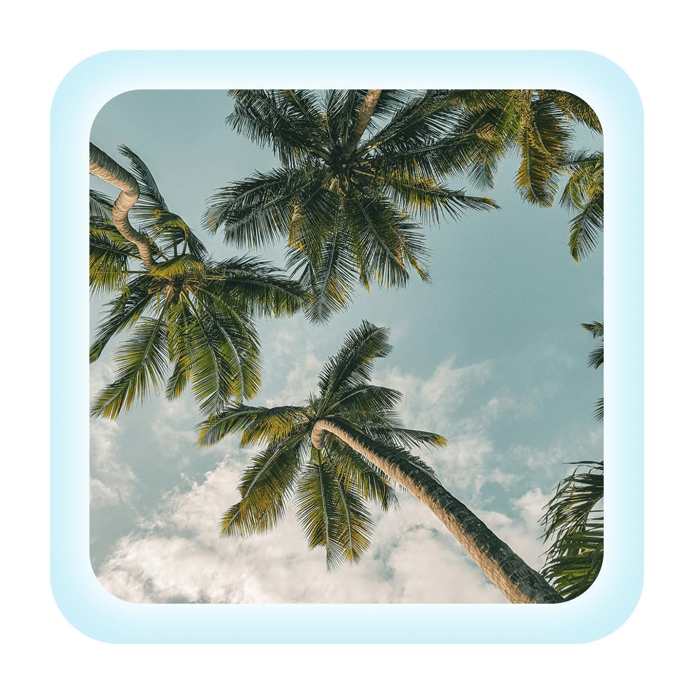 An image of palm trees and a costal sky.